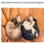 Funny Cat Memes