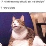 Funny Cat Memes