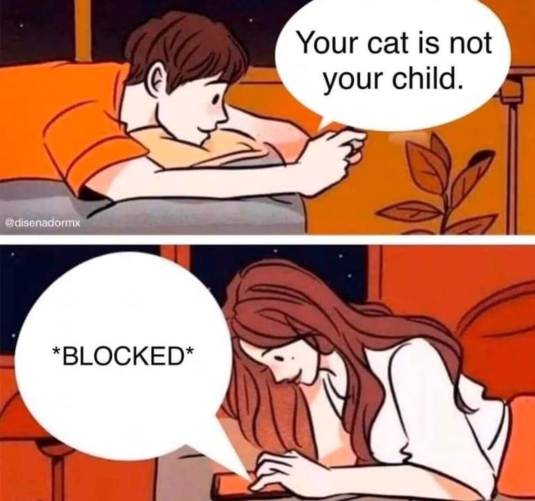 Funny Cat Memes