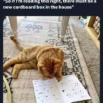 Funny Cat Memes