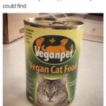 Funny Cat Memes