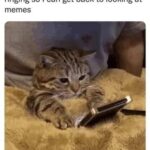 Funny Cat Memes