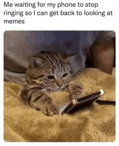 Funny Cat Memes