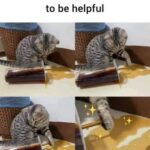 Funny Cat Memes