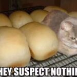 Funny Cat Memes