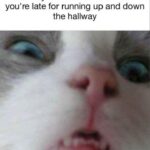 Funny Cat Memes