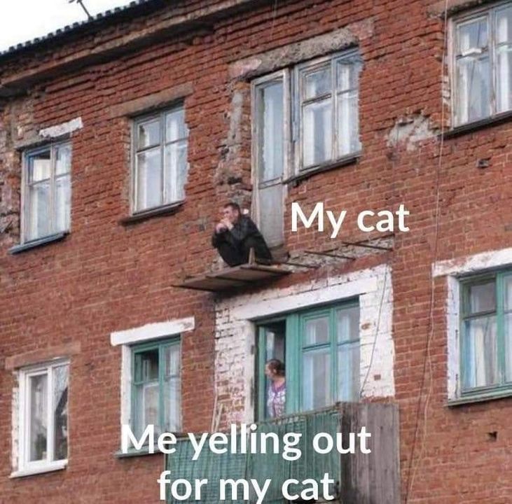 Funny Cat Memes