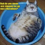 Funny Cat Memes