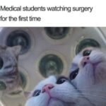 Funny Cat Memes