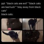 Funny Cat Memes