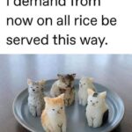 Funny Cat Memes