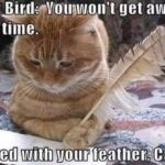 Funny Cat Memes