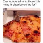 Funny Cat Memes