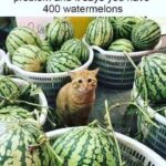 Funny Cat Memes