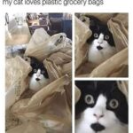 Funny Cat Memes