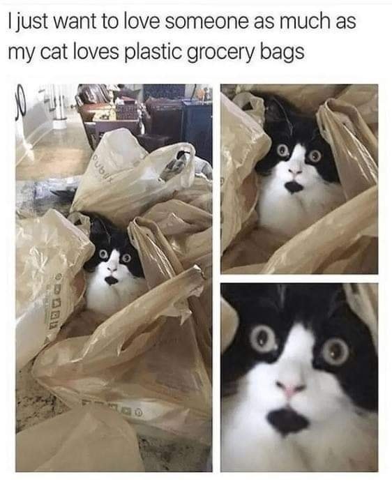 Funny Cat Memes