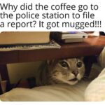 Funny Cat Memes