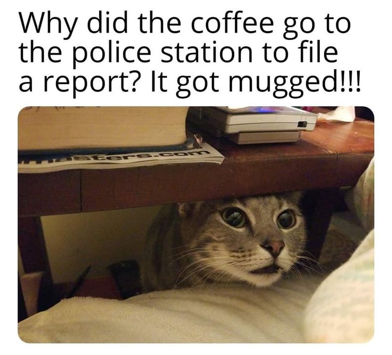 Funny Cat Memes