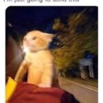 Funny Cat Memes