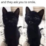 Funny Cat Memes