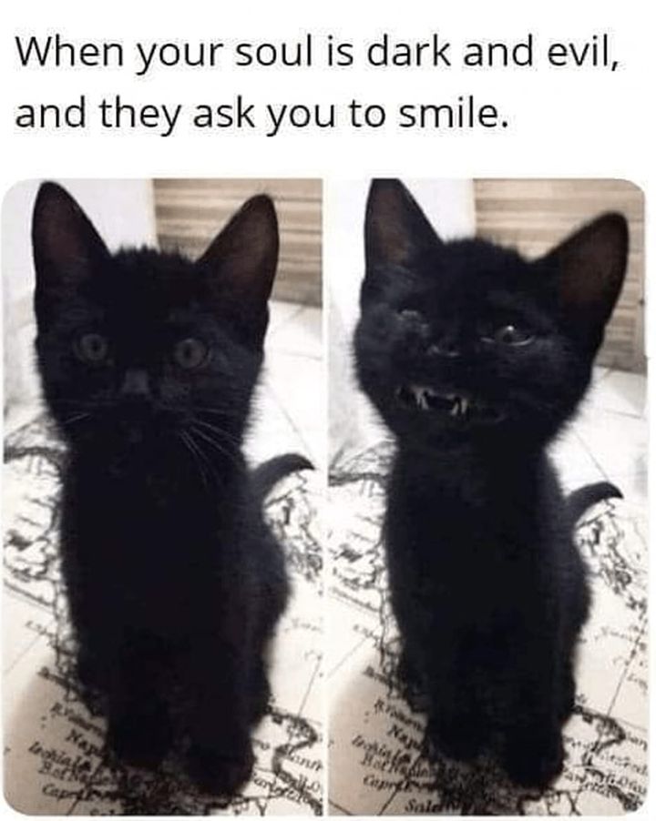 Funny Cat Memes