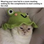 Funny Cat Memes