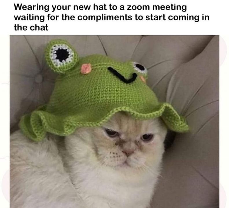 Funny Cat Memes