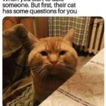 Funny Cat Memes