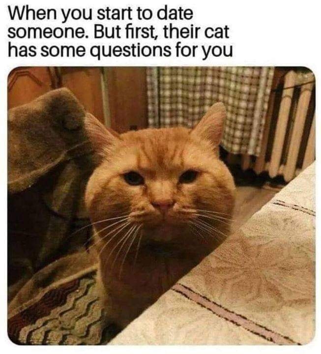 Funny Cat Memes