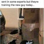 Funny Cat Memes