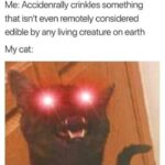 Funny Cat Memes