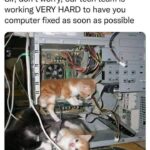 Funny Cat Memes