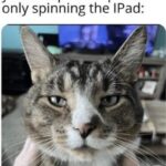 Funny Cat Memes