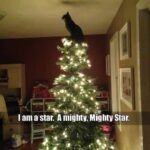 Funny Cat Memes