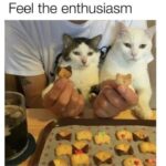 Funny Cat Memes