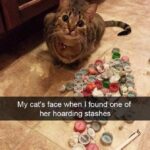 Funny Cat Memes