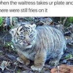 Funny Cat Memes