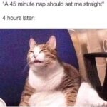 Funny Cat Memes