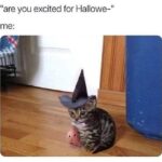 Funny Cat Memes