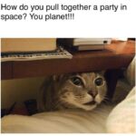 Funny Cat Memes