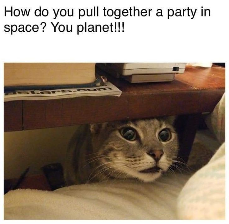 Funny Cat Memes