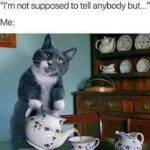 Funny Cat Memes