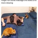 Funny Cat Memes