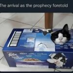 Funny Cat Memes