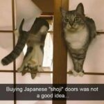 Funny Cat Memes