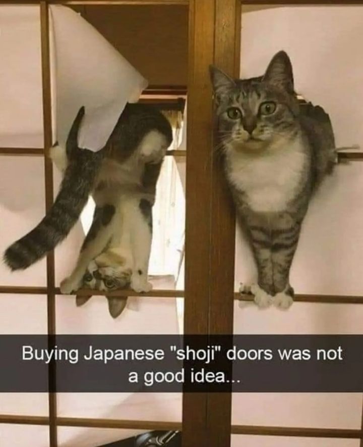 Funny Cat Memes