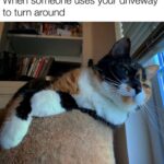 Funny Cat Memes