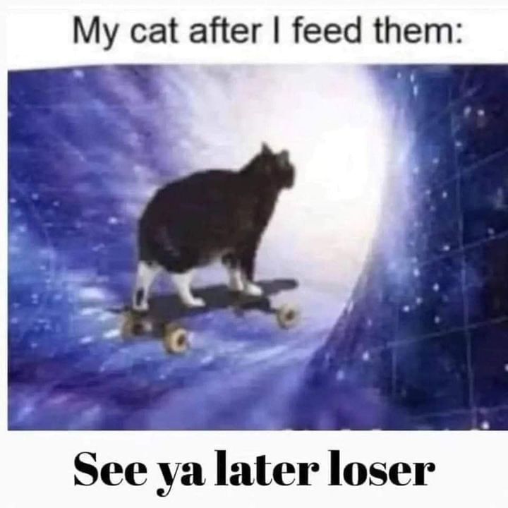 Funny Cat Memes