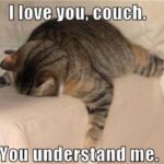 Funny Cat Memes