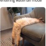 Funny Cat Memes